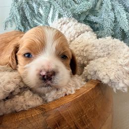Ginger - Red and white female Cockapoo puppy in Preston, Idaho from Rocking JH Pup Co