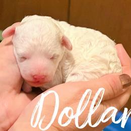 Poodle puppies from Show Me Doodles