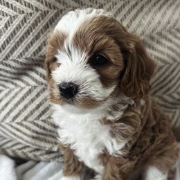 Goldendoodles from Family Doodles