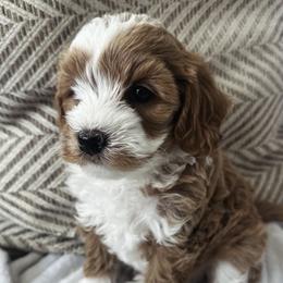 Goldendoodles from Family Doodles