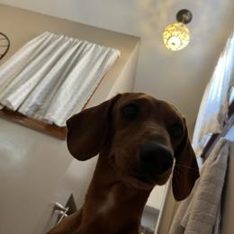 Autumn - Dachshund