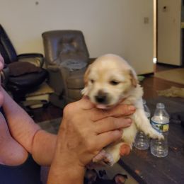 Chihuahua Puppies from Lynda pups