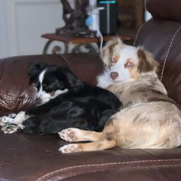 Kami - Miniature Australian Shepherd