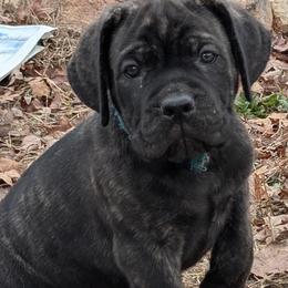 Rocky - Black brindle male Cane Corso puppy in Westminster, South Carolina from Regal Guardian Cane Corso