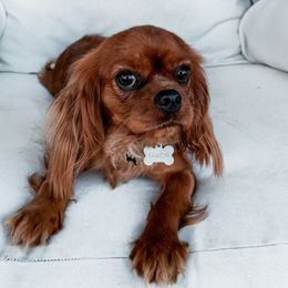 Sailor - Cavalier King Charles Spaniel