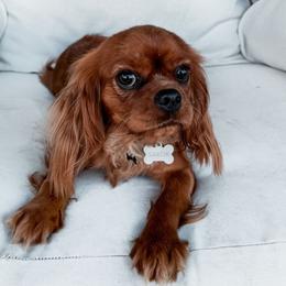 Sailor - Cavalier King Charles Spaniel