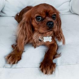 Sailor - Cavalier King Charles Spaniel