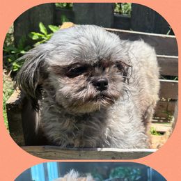 Shorkie puppies from Boggy Depot Cavaliers & Friends