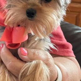 Cavalier King Charles Spaniels, Great Danes, and Yorkshire Terriers from Rising Star Kennels