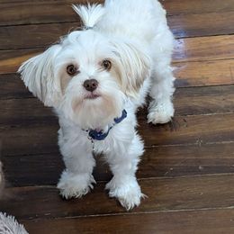 Hazel - Yorkshire Terrier