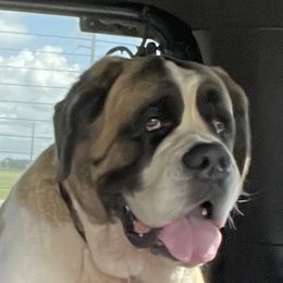 Josie - Saint Bernard