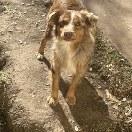 Patches - Red merle male Australian Shepherd puppy in Lubbock, Texas from REKN’ Kennel Aussies