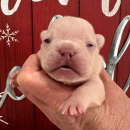 Cream (No Collar) - Cream male French Bulldog puppy in Smithfield, North Carolina from Roughneck Frenchies