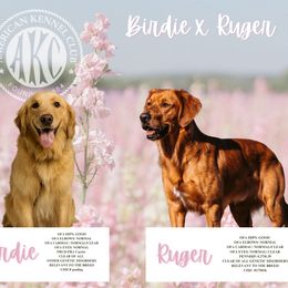 Golden Retriever puppies from Mountain Reign Golden Retrievers