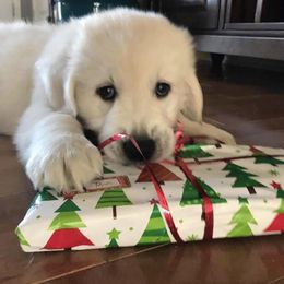 Golden Retriever Puppies from Fox Ridge English Golden Retrievers