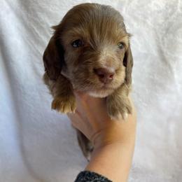 Brindle Boy - Brindle male Dachshund puppy in Oklahoma City, Oklahoma from Jess’s Dachshunds