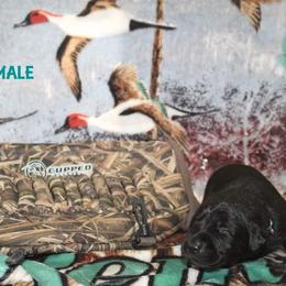Labrador Retriever Puppies from Copper Creek Outfitters and Kennel