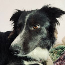 Kimmy - Border Collie