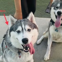 Siberian Huskies from Orange Family Huskies