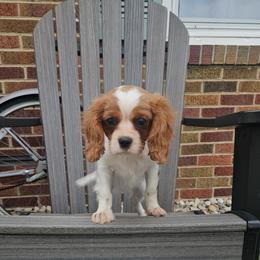Charles - Blenheim male Cavalier King Charles Spaniel puppy in Decatur, Illinois from Petite Pups