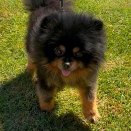 Bear - Black and tan male Pomeranian puppy in Los Angeles, California from Pommies of LA
