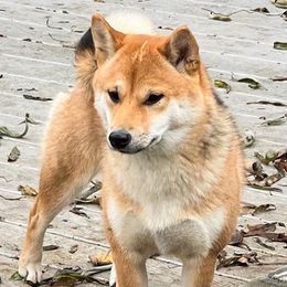 Aiko - Shiba Inu