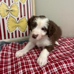 Penne - White and red female Bordoodle puppy in Valley Center, California from Circle R Valley Bordoodls