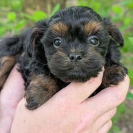Treble - Black male Shihpoo puppy in Coshocton, Ohio from Forever Family Puppies