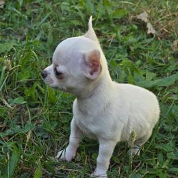 Bitty - Fawn and white female Chihuahua puppy in Indianapolis, Indiana from London Rouge Chihuahuas
