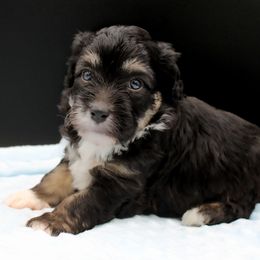 Harry - Black and tan male Havapoo puppy in Hendersonville, North Carolina from Grayfinn House