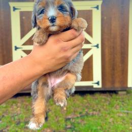 Penny - Tri-color female Bernedoodle puppy in Greenville, Texas from Doodles of Promise