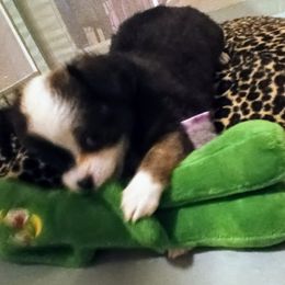 Chihuahua All Grown Up from Chi Angels
