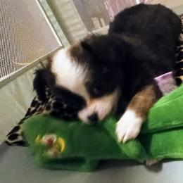 Chihuahua All Grown Up from Chi Angels