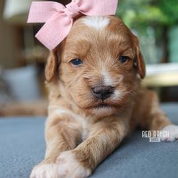 April - Apricot female Goldendoodle puppy in Salado, Texas from Red Ranch Dogs