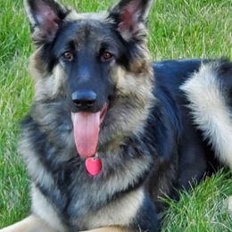 Delta - Shiloh Shepherd
