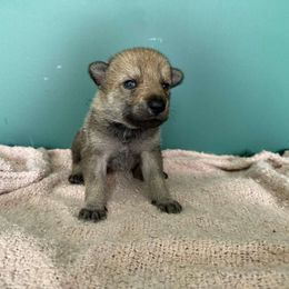 Girl 4 - Silver gray Czechoslovakian Vlcak puppy in Boon, Michigan from Mikai's Pack