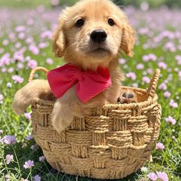 Girl 6 - Golden female Golden Retriever puppy in Plant City, Florida from All shades Golden