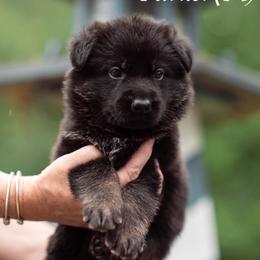 Parker - Bi-color male German Shepherd puppy in Berwick, Maine from Vom Rindahaus Shepherds