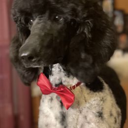Goldendoodles and Poodles from Fairytail Doodles and poodles