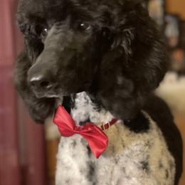 Goldendoodles and Poodles from Fairytail Doodles and poodles