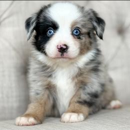 Atlantic🌊 - Blue merle male Miniature Australian Shepherd puppy in Granbury, Texas from Triple Cross Doodles