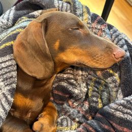 Snarky Doxie Dash - Dachshund