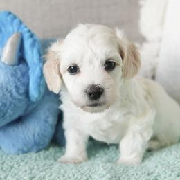 Remington - White male Coton de Tulear puppy in Forney, Texas from Buttercup Cotons of Texas