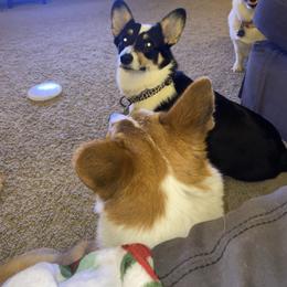 Harley - Pembroke Welsh Corgi