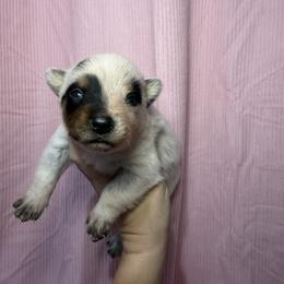 Bumblebee - Blue male Australian Cattle Dog puppy in Rosharon, Texas from 4Surge Cattle Dogs