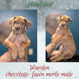Warden - Merle male Great Dane puppy in Roseau, Minnesota from UNDAD'S KENNELS