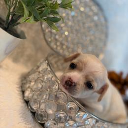 Luna - Cream female Chihuahua puppy in Seneca, Missouri from Stephanie’s Puppy Colony