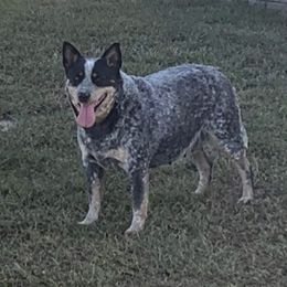 Jemma - Australian Cattle Dog