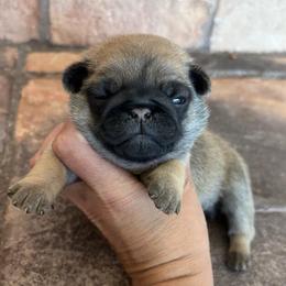 Green collar - Fawn male Pug puppy in Tucson, Arizona from Furever Friends