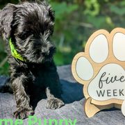 Lime Boy - Black male Standard Schnauzer puppy in Bowie, Maryland from Songbird Standard Schnauzers